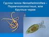 Группа типов Nemathelminthes – Первичнополостные, или Круглые черви