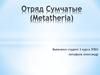Отряд Сумчатые (Metatheria)