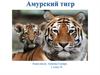 Амурский тигр. 2 класс