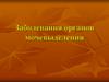 Заболевания органов мочевыводящей системы