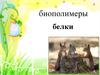 Биополимеры. белки