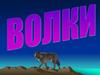 Волки. Фото