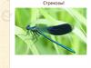 Класс насекомые. Стрекозы
