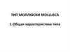 Тип моллюски