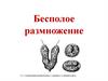 Бесполое размножение. 10 класс