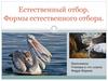 Естественный отбор. Формы естественного отбора. 9 класс
