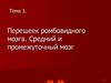 Перешеек ромбовидного мозга. Средний и промежуточный мозг
