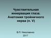 Чувствительная иннервация глаза. Анатомия тройничного нерва (n. V)