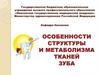 Особенности структуры и метаболизма тканей зуба
