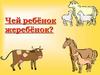 Чей ребенок жеребенок