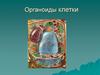 Органоиды клетки