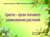 Цветок - орган полового размножения