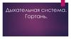 Дыхательная система. Гортань