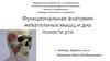 Функциональная анатомия жевательных мышц и дна полости рта