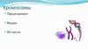 Хромосомы. Набор хромосом