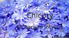 Chicory (cichorium intybus)