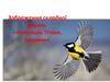 Зображення складної форми. «Аплікація. Птахи, тварини»