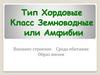 Тип Хордовые. Класс Земноводные или Амфибии