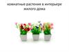 Комнатные растения в интерьере жилого дома