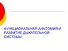 Функциональная анатомия и развитие дыхательной системы