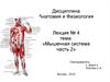 Мышечная система. Часть 2