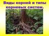 Виды корней и типы корневых систем