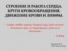 Строение и работа сердца. Круги кровообращения. Движение крови и лимфы