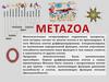 Metazoa. Характеристика многоклеточных