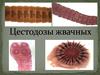 Цестодозы жвачных
