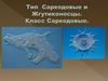 Тип Саркодовые и Жгутиконосцы. Класс Саркодовые