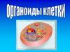 Мембранные и немембранные органоиды клетки