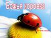 Божья коровка