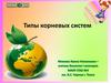 Типы корневых систем