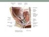 Abdominal Cavity (1)
