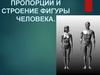 Пропорции и строение фигуры человека
