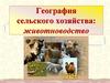 География сельского хозяйства: животноводство