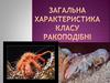 Загальна характеристика класу Ракоподібні