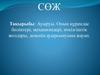 Ауыруы. Оның құрамдас бөліктері, механизмдері, өткізгіштік жолдары, дененің ауырсынуына жауап