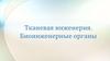 Тканевая инженерия. Биоинженерные органы