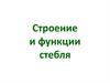 Строение и функции стебля