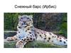 Снежный барс (Ирбис)