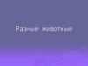 Разные  животные