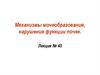 Механизмы мочеобразования, нарушение функции почек. Лекция № 45