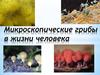 Микроскопические грибы в жизни человека
