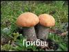Грибы. Особенности грибов