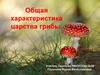 Общая характеристика Царства Грибы