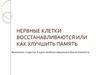 Нервные клетки восстанавливаются, или как улучшить память