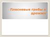 Плесневые грибы и дрожжи