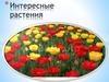 Интересные растения