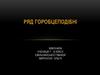 Ряд Горобцеподібні
